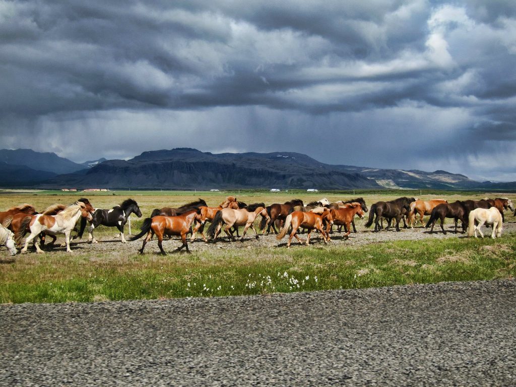 Island Pferde werden getrieben