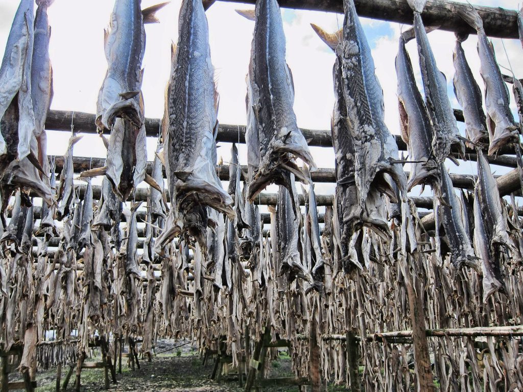 Gestelle mit tausenden von Trockenfisch auf Island