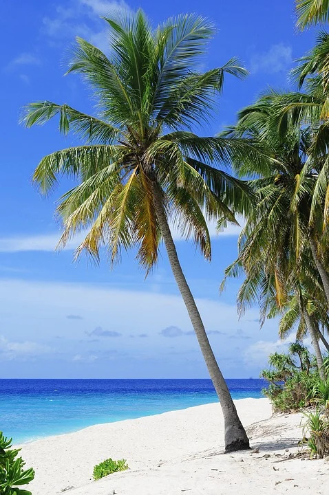 Eine Palme am Strand steht für das Gefühl des Ausrastens