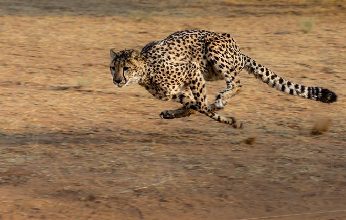 Ein Gepard in vollem Lauf