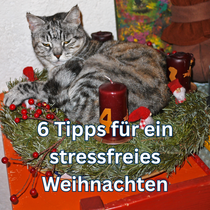 6 Tipps für ein stressfreies Weihnachten Katze liegt im Adventskranz